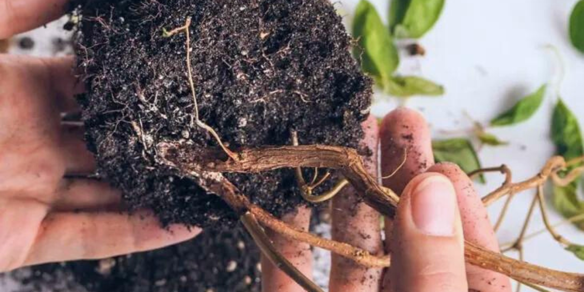 Aglaonema Root Rot