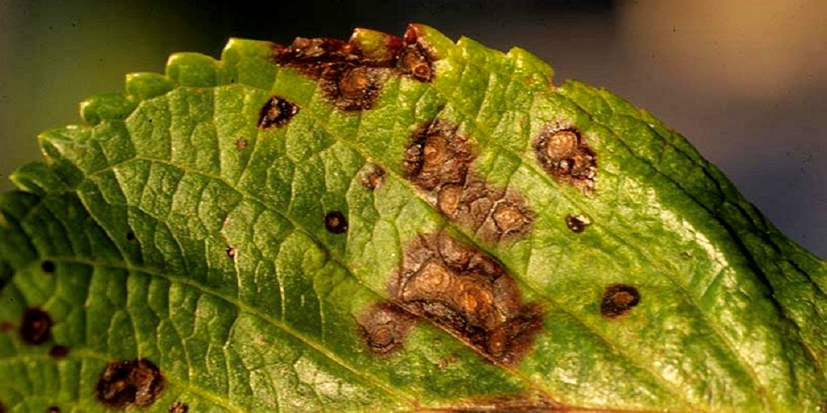 Anthractnose