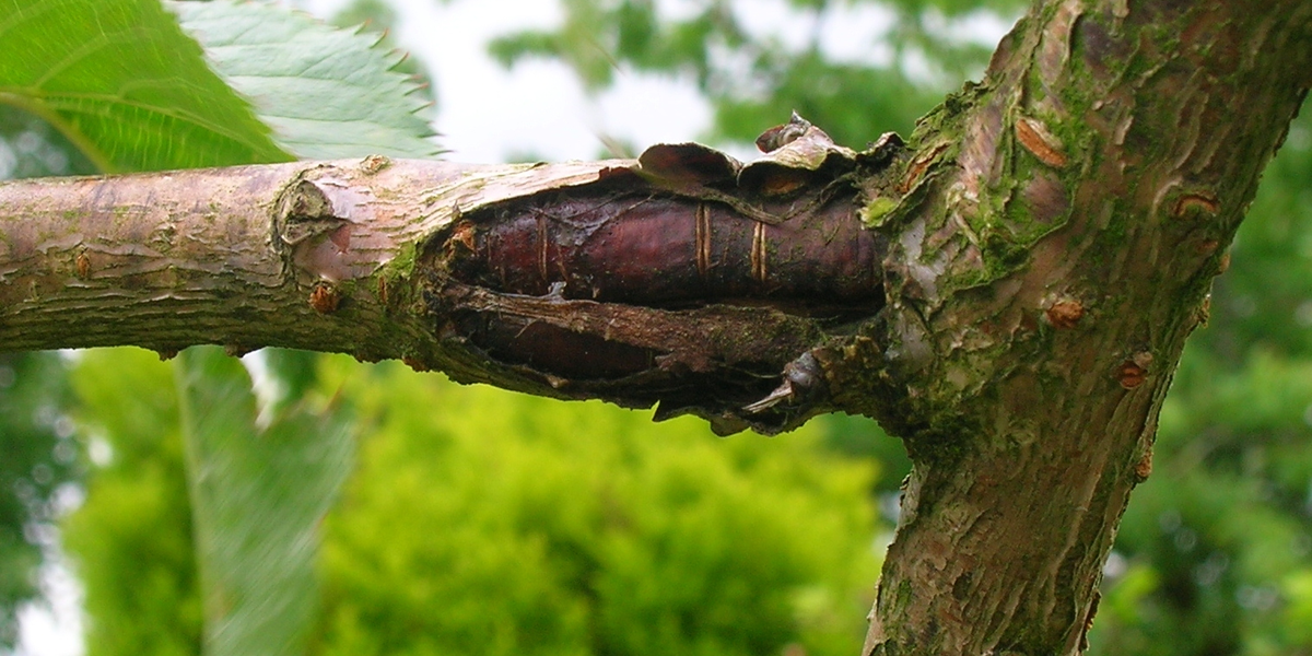 plant cancer caused by bacteria