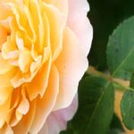 Black Spot on Roses