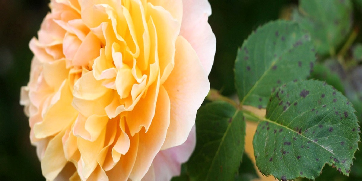 Black Spot on Roses
