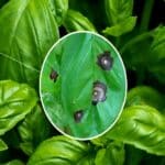 Black Spots on Basil