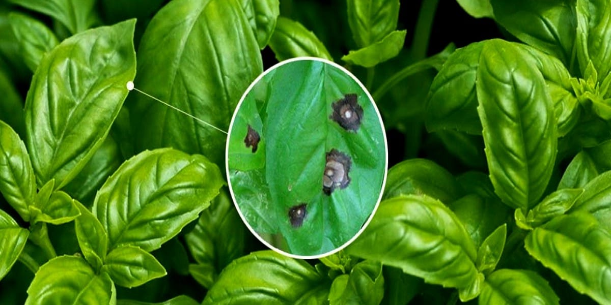 Black Spots on Basil