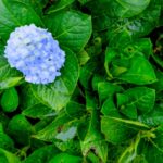 Black Spots on Hydrangea