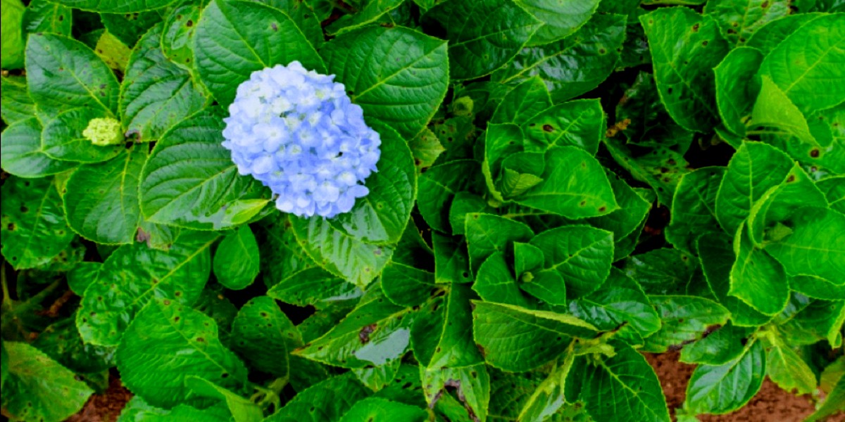 Black Spots on Hydrangea