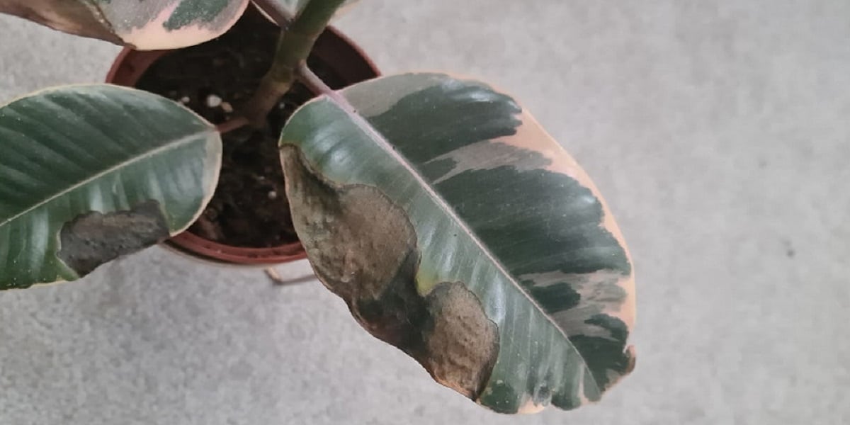 Brown Spots on Plant Leaves