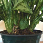 Chinese Evergreen Root Rot