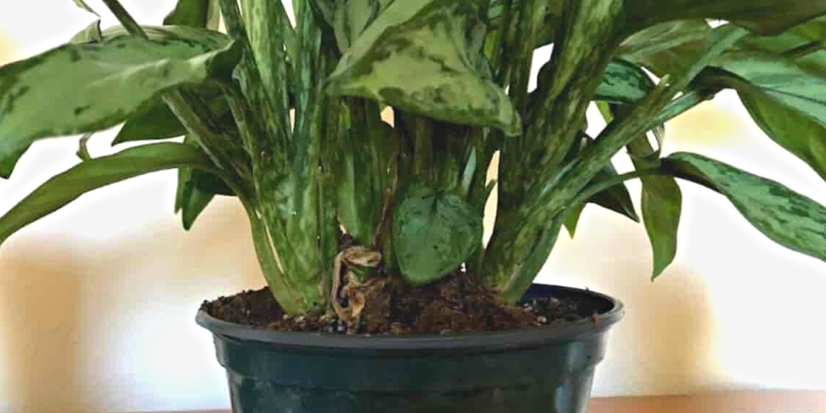 Chinese Evergreen Root Rot