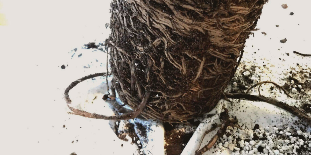 Chinese Evergreen root with sand