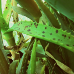 Dark Spot Aloe Vera