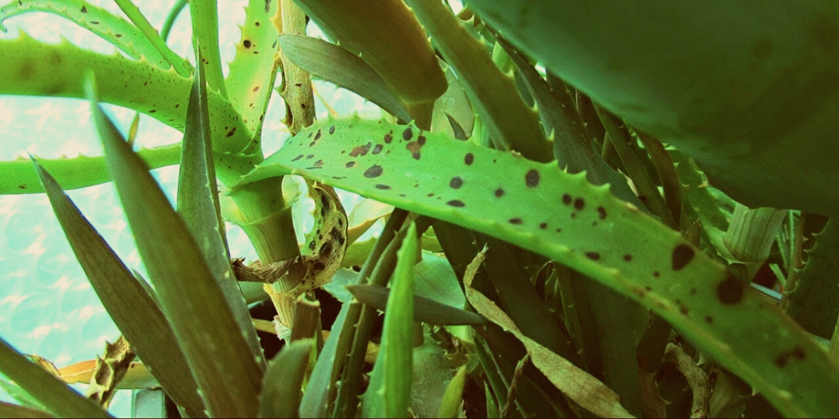 Dark Spot Aloe Vera