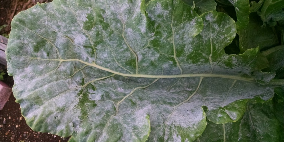 powdery mildew disease on plants