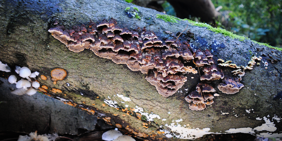 plant cancer caused by fungal canker