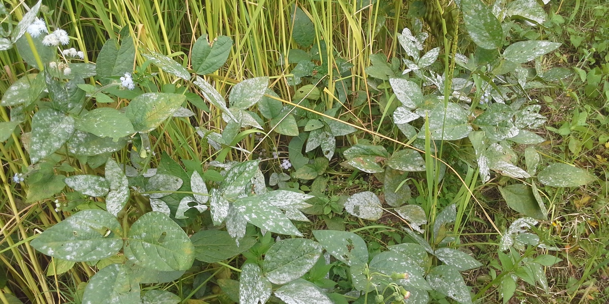 white spots on green