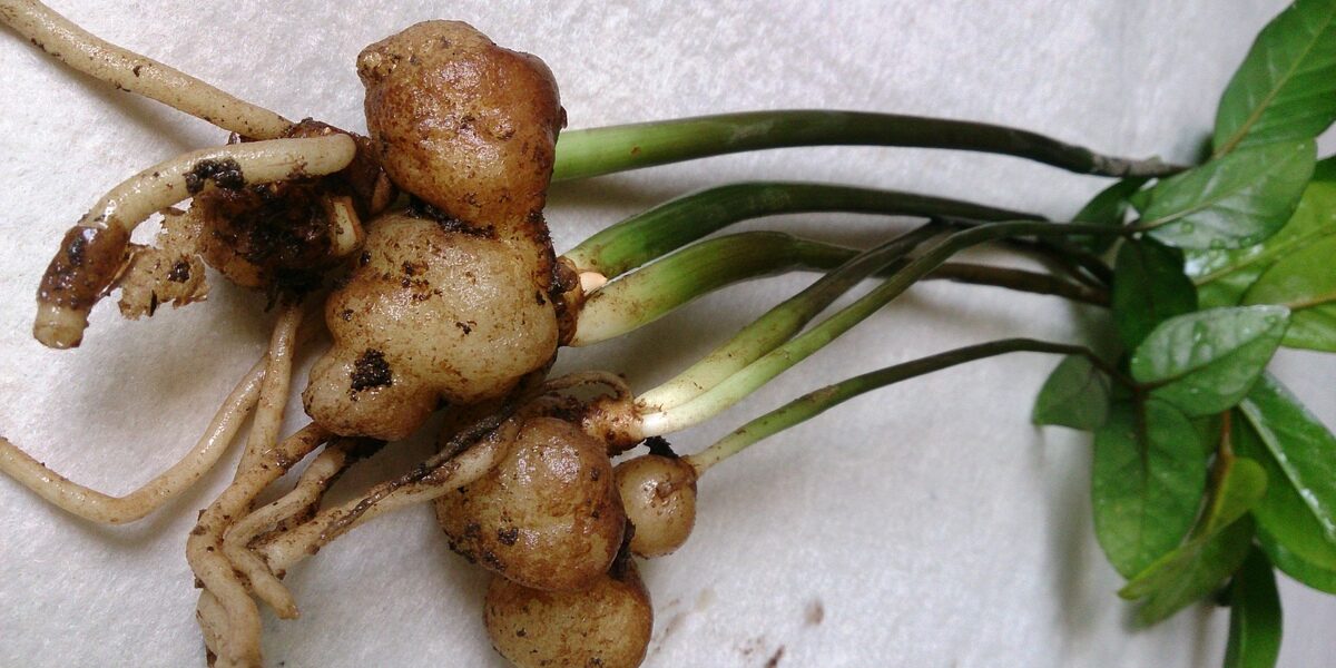 Household Plants Affected by Root Rot