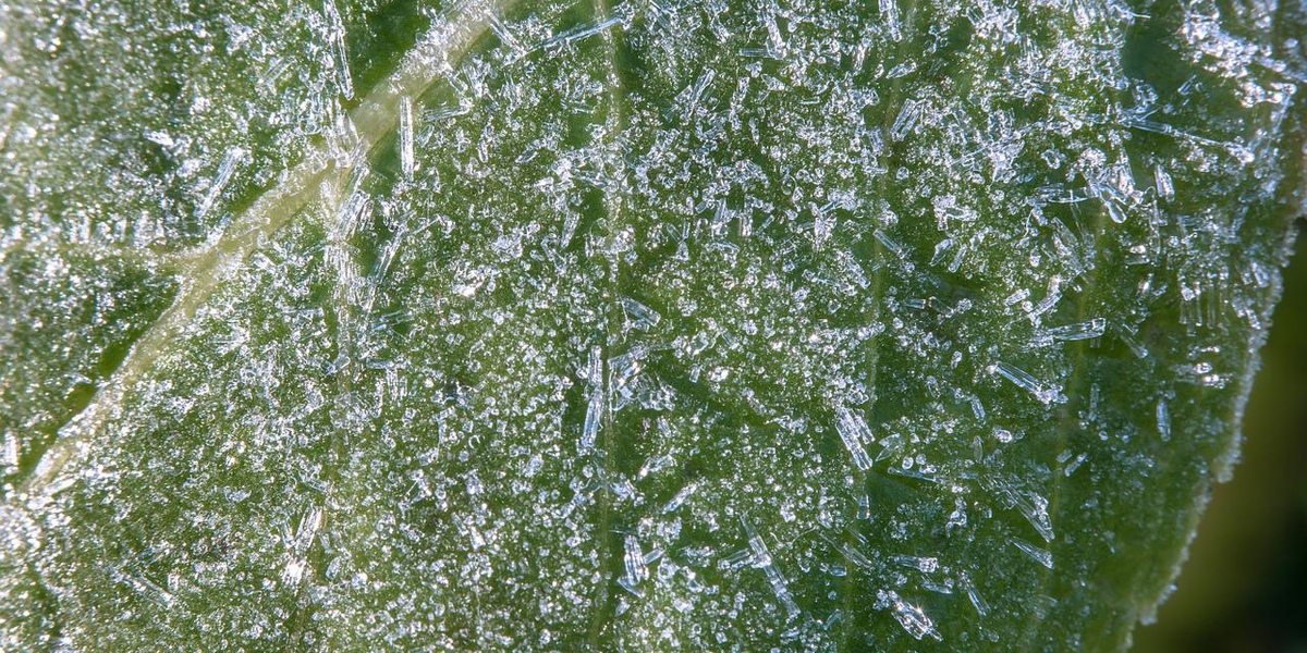 pattern from Powdery mildew disease