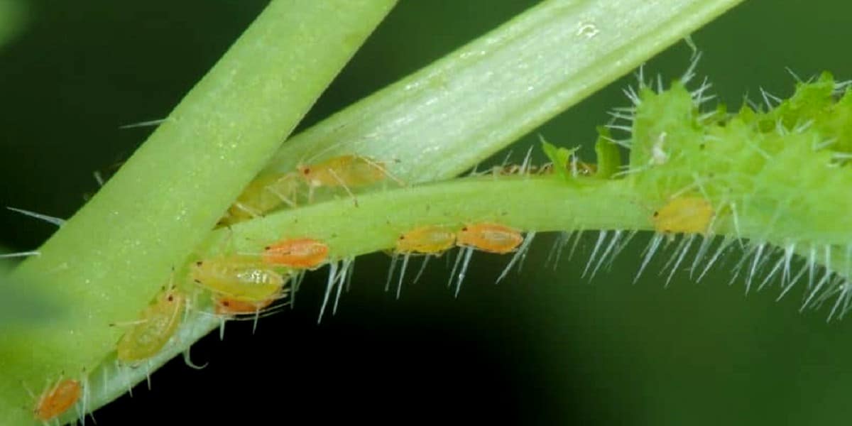 Insects