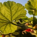 Leaf Geranium