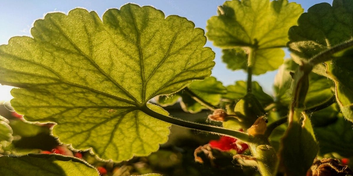 Leaf Geranium