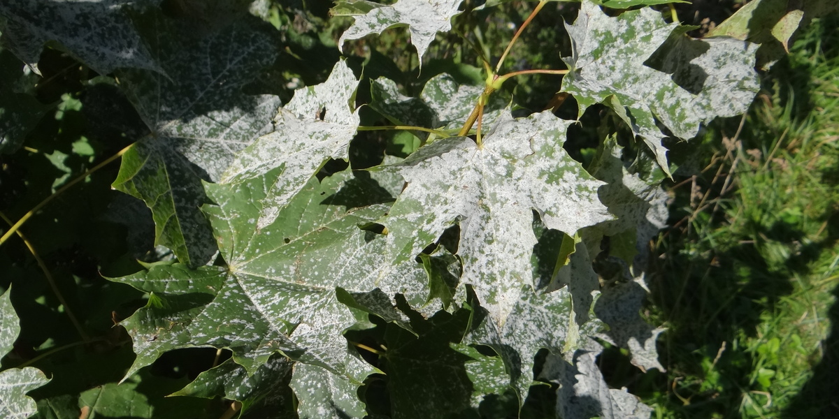 Powdery mildew on green leaves