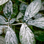 diseased peony leaves