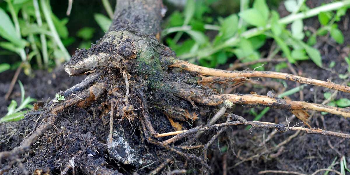 Root Rot Treatmen