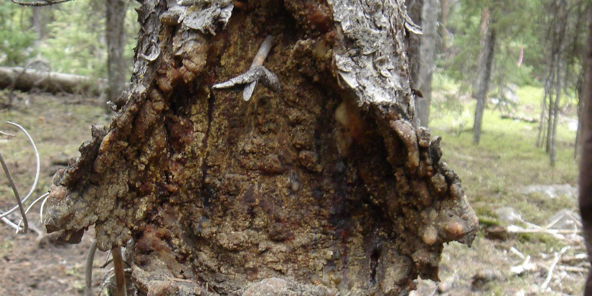 tree cancer manifestation