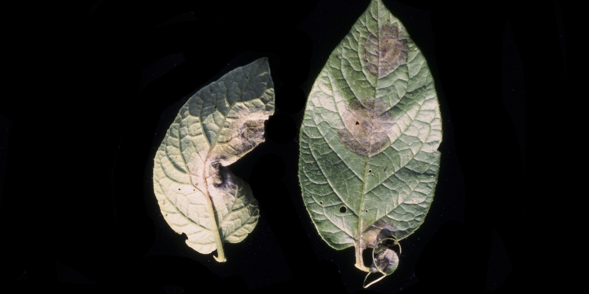 symptoms and manifestations of the disease