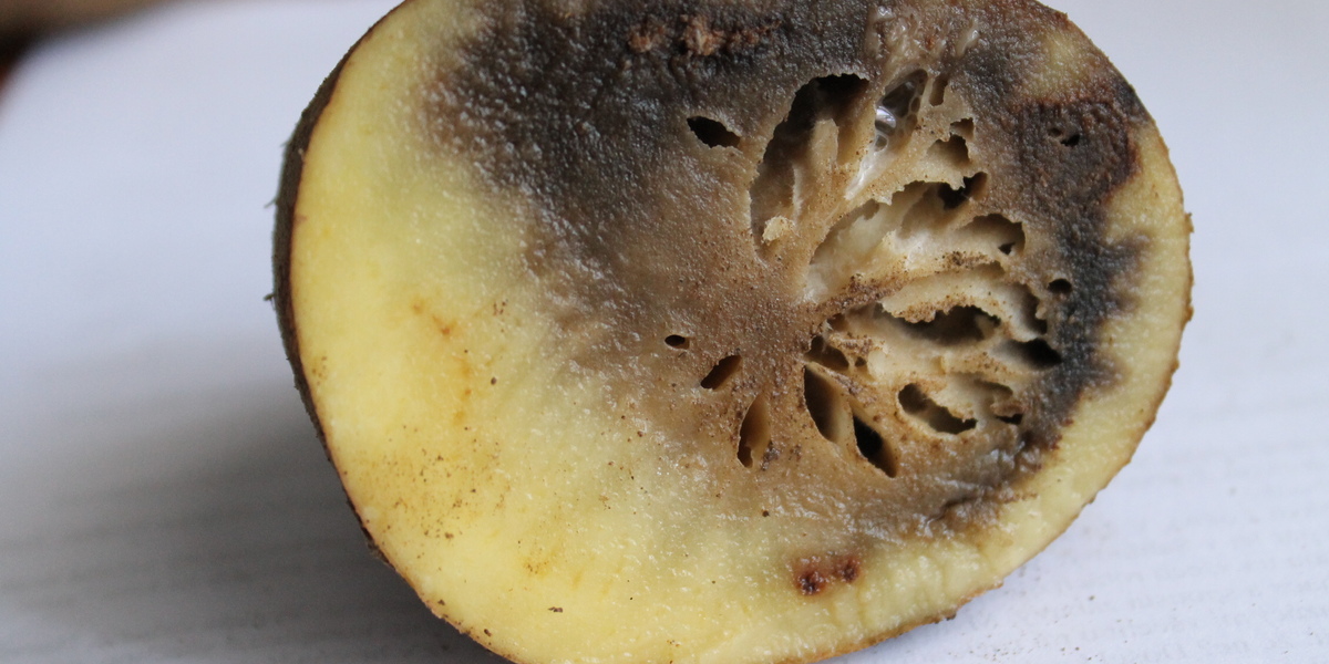 rotten fruits as a consequence of the disease