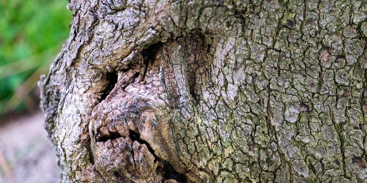 tree cancer manifestation