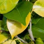 Yellow Leaf