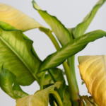 Yellow Leaf Plant