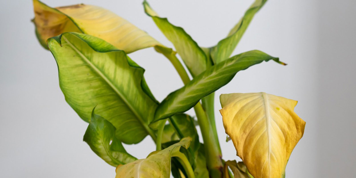 Yellow Leaf Plant