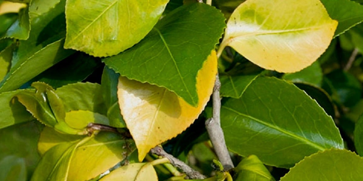 Yellow Leaf
