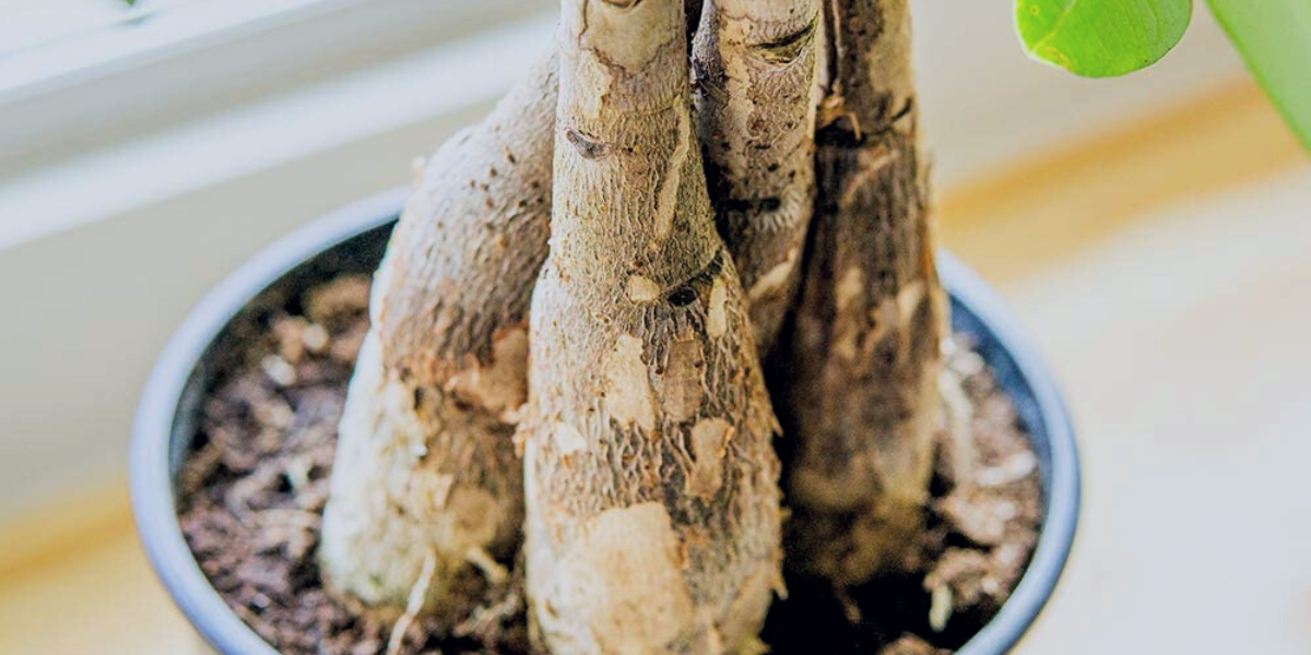 aerial roots of the money tree