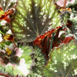 small begonia leaves with white dots