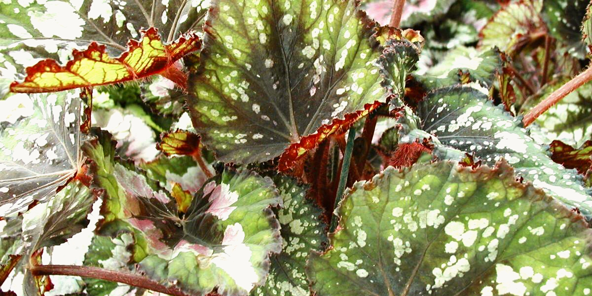 small begonia leaves with white dots