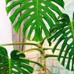 big monstera leaves
