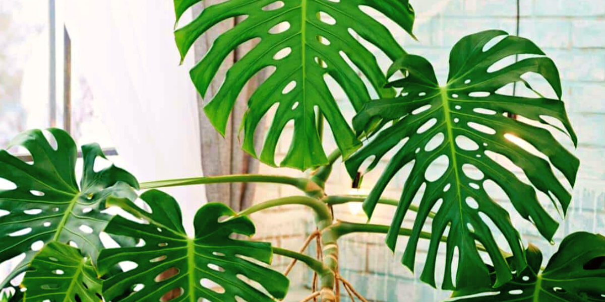 big monstera leaves