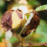 blackened rose leaves