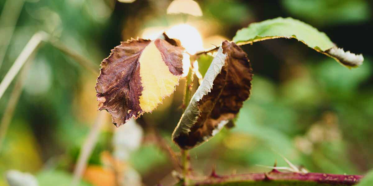 blackened rose leaves