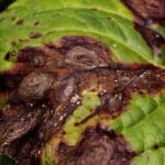 brown spots on the leaves of a pink flower