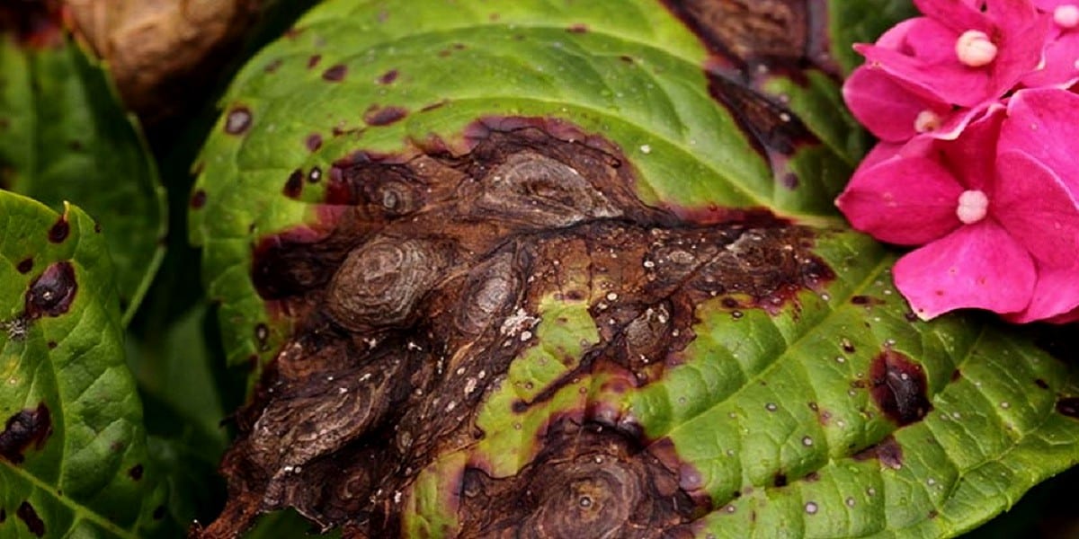 brown spots on the leaves of a pink flower
