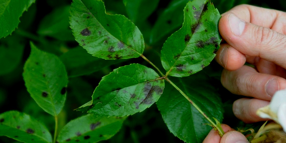 dark black spots on a rose bush