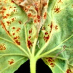 diseased leaf green with yellow-brown spots