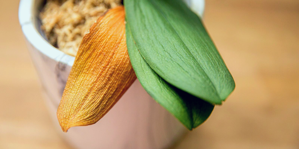 green and yellow orchid leaves