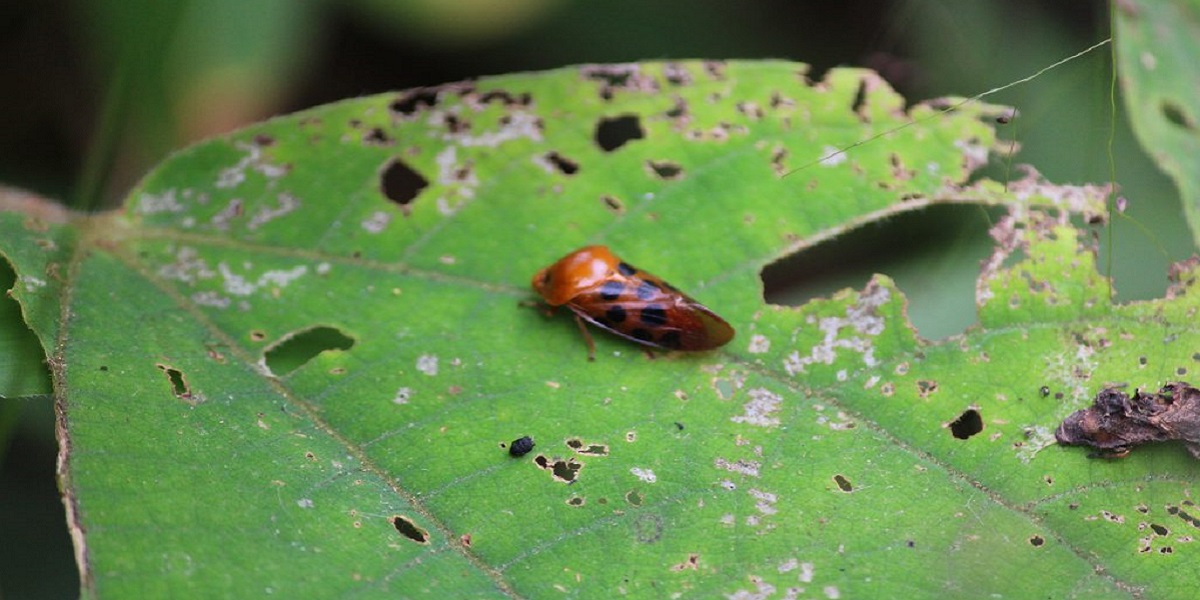 green leaf damaged by pests