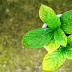 green-yellow leaves Hydrangea