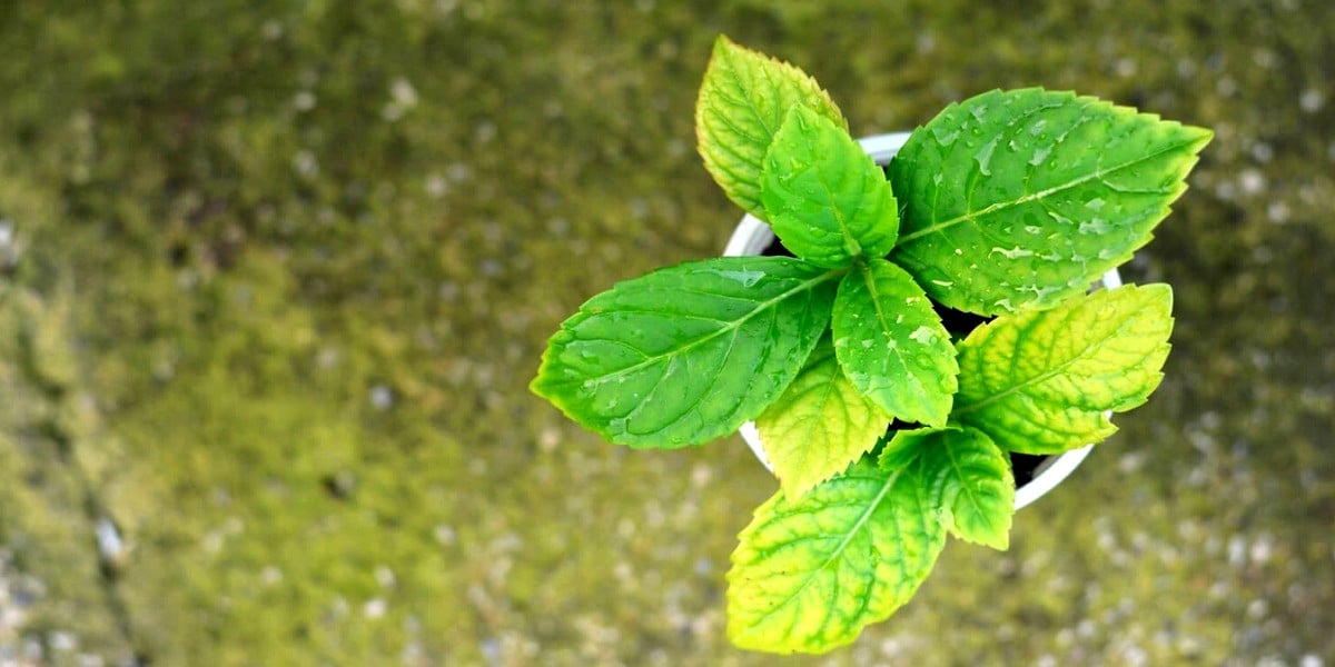 green-yellow leaves Hydrangea