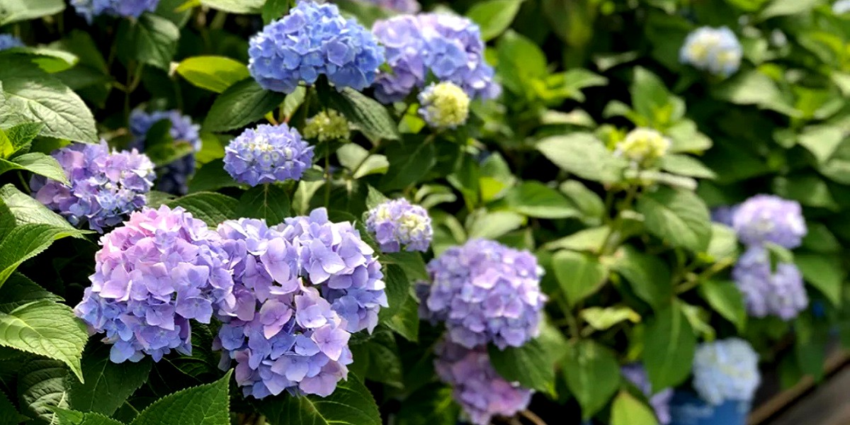 healthy plant